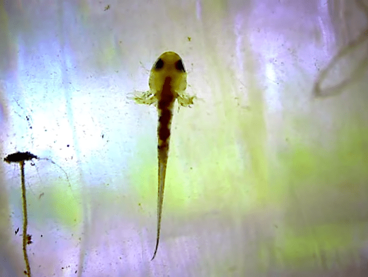 Salamandra en agua de estanque