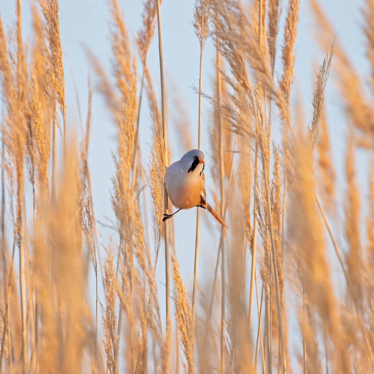 Male Bearded Reedling Doing a Split