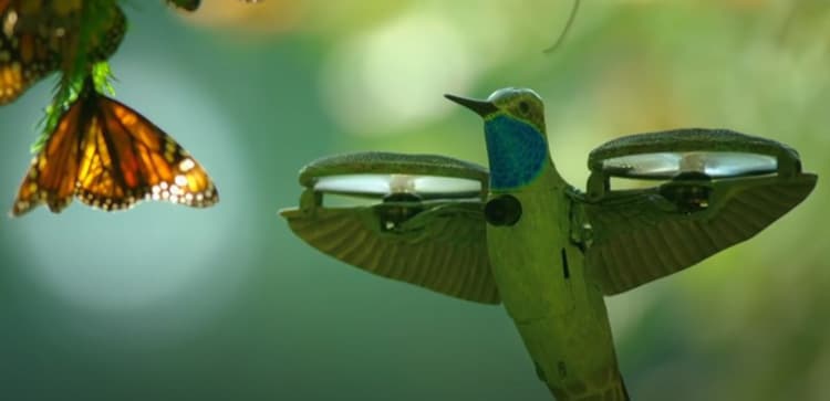 PBS Hummingbird Drone filmer Monarch Butterfly