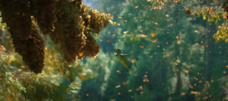 filme cu drone Hummingbird în interiorul unui roi de fluturi monarh