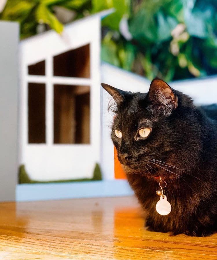 Cardboard Cat House by Gentry Sanders