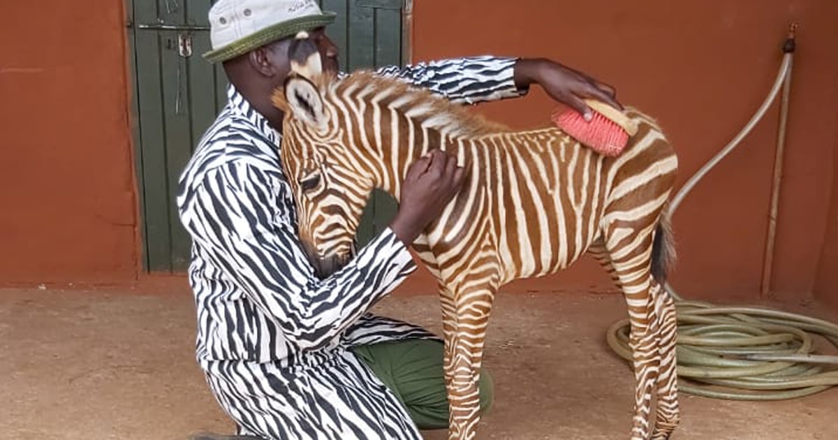 Animal Conservationists Wear Special Jackets to Take Care of an Orphaned  Baby Zebra | Search by Muzli