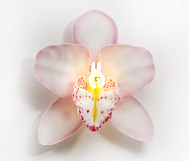 Glass Orchids by Laura Hart