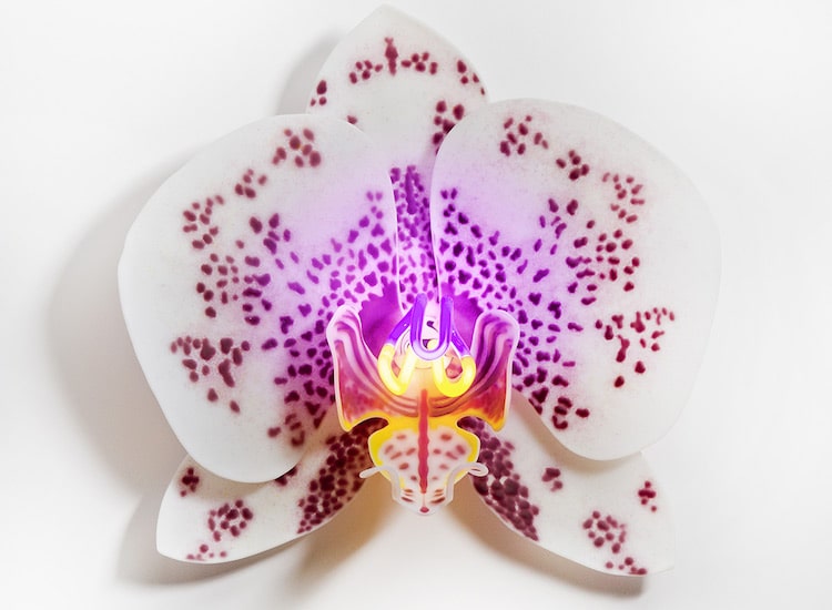 Premium Photo  Branch of orchid flowers in neon light close up