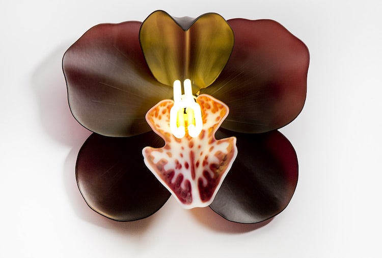 Glass Orchids by Laura Hart