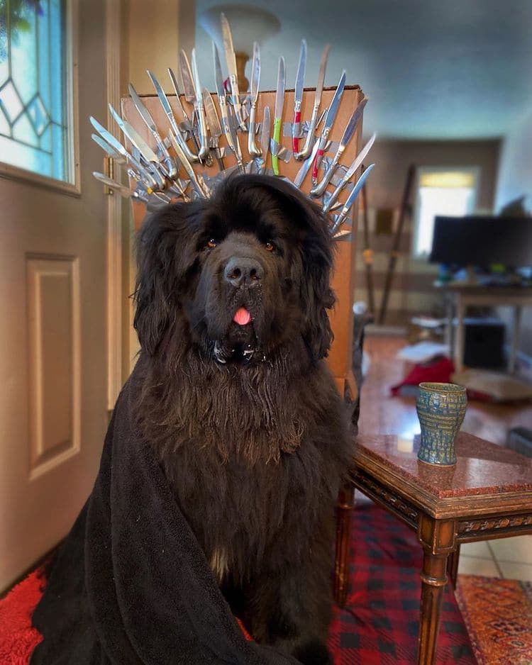 Hank The Newfoundland