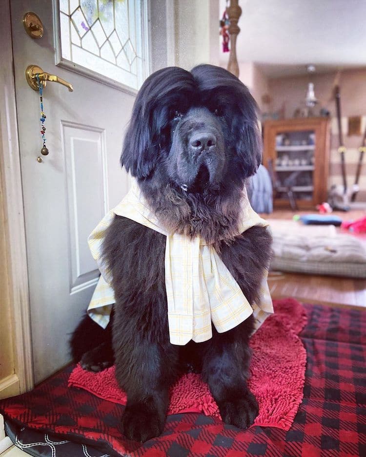 Hank The Newfoundland