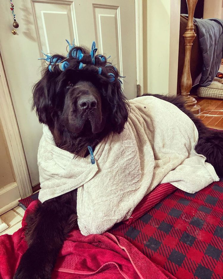 Hank The Newfoundland