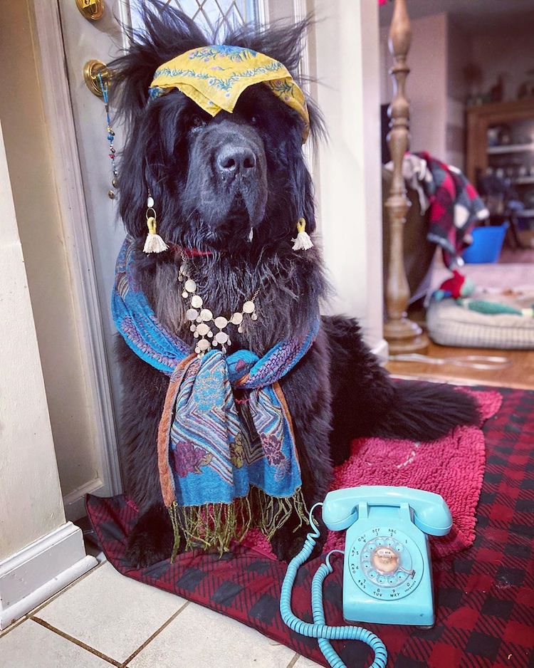 Hank The Newfoundland