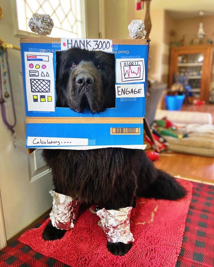 Hank The Newfoundland