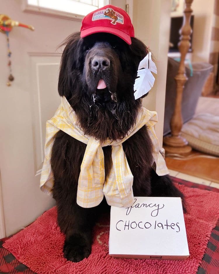 Hank The Newfoundland