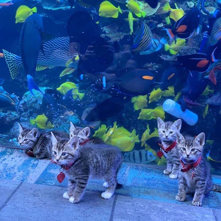 Gatitos visitan el Acuario de Georgia