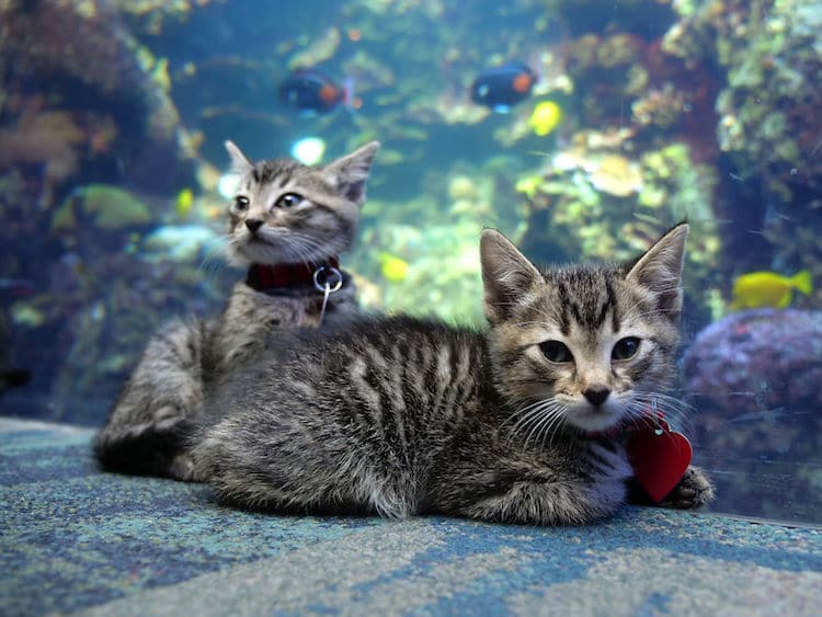 Gatitos visitan el Acuario de Georgia