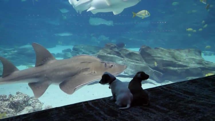 Perritos en el Acuario de Georgia