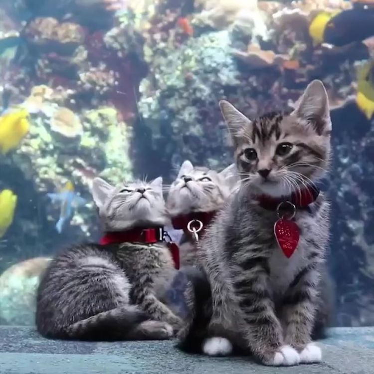 Kittens and Puppies Visit Georgia Aquarium