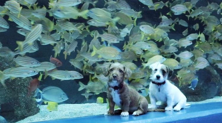 Kittens and Puppies Visit Georgia Aquarium