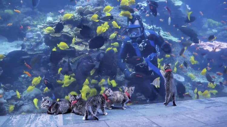 Kittens and Puppies Visit Georgia Aquarium