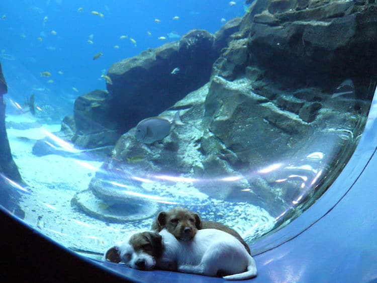 Perritos en el Acuario de Georgia