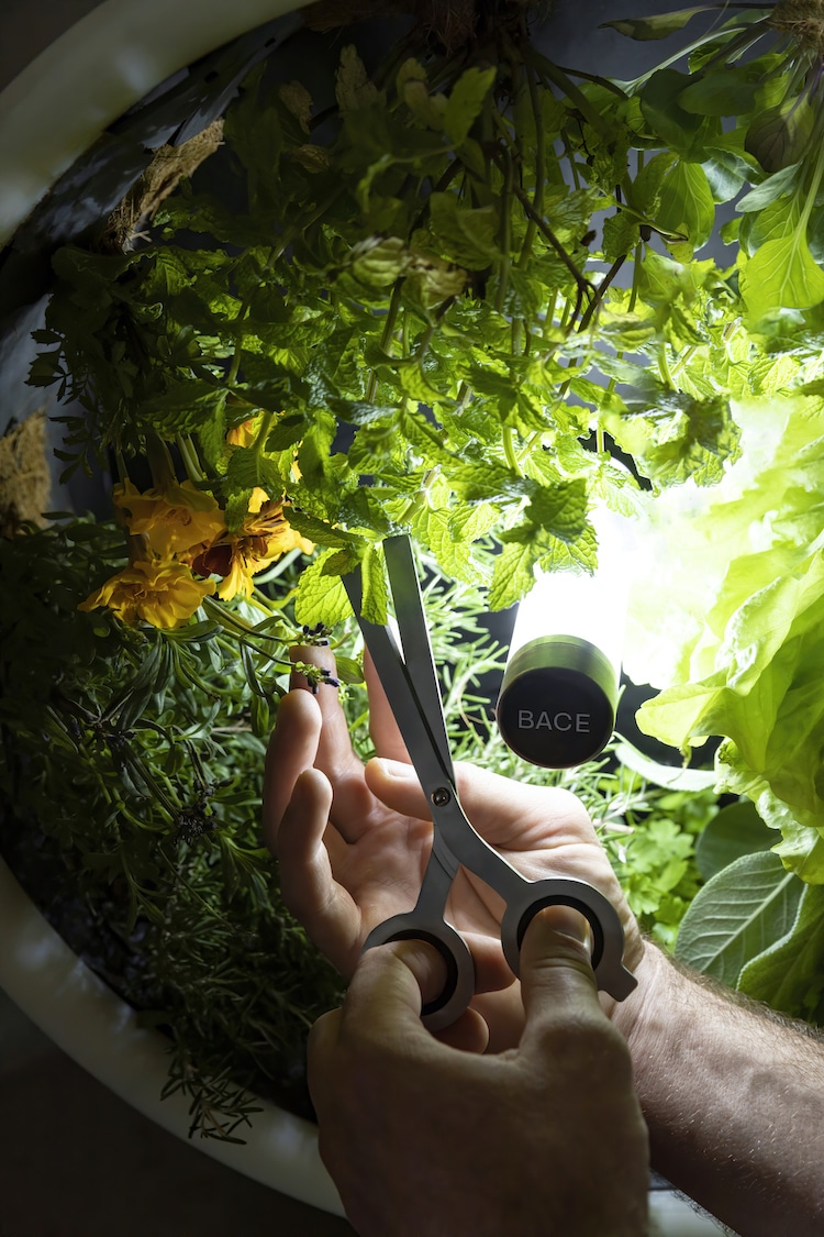 Vertical Indoor Garden