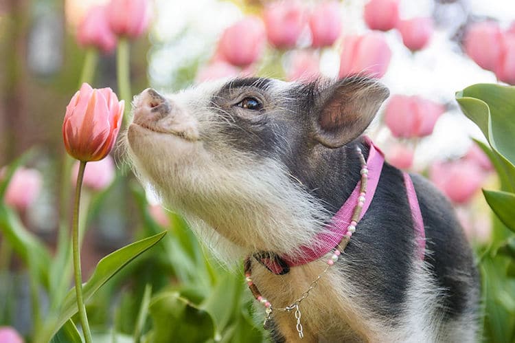 Fluffy la cerdita entre tulipanes rosas