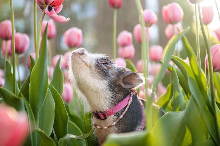 Fluffy The Therapy Pig Photos by Chantal Levesque