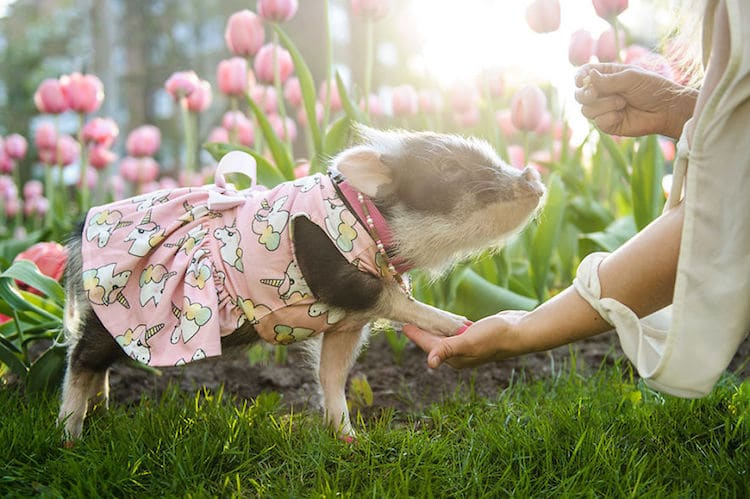 Fluffy The Therapy Pig Photos by Chantal Levesque
