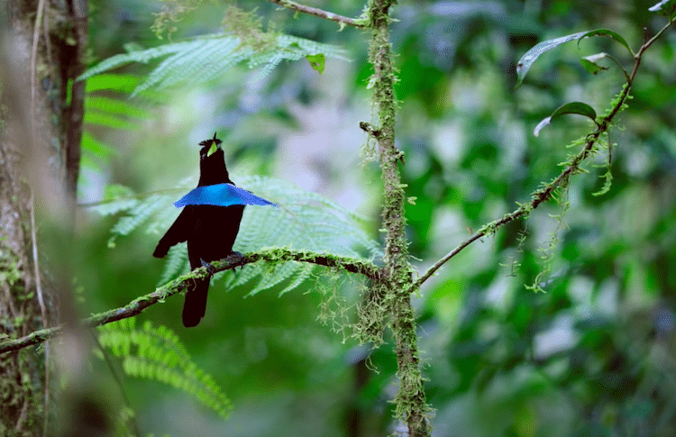 Ave del paraíso soberbia de Vogelkop