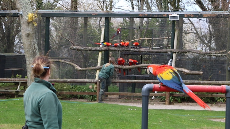 Cuidadoras de zoológico aisladas en Paradise Park, Reino Unido