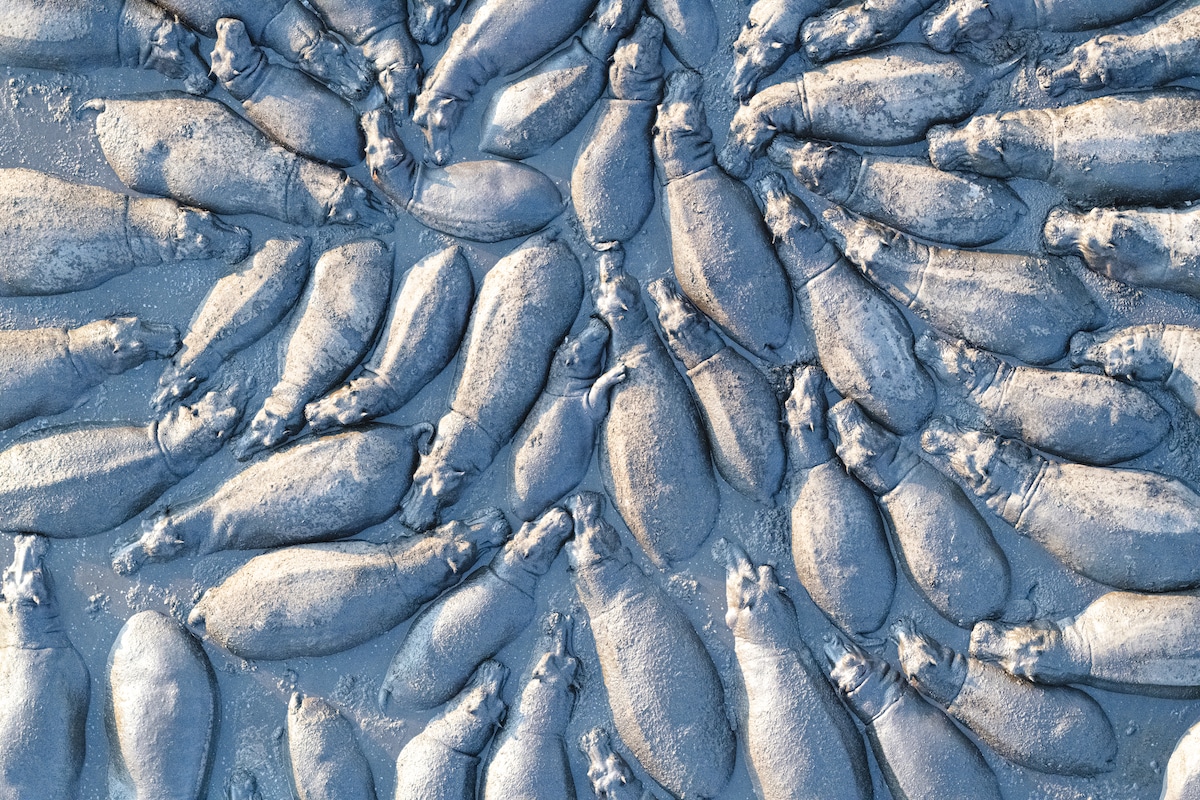 Hippos Congregating in Botswana’s Okavango River 