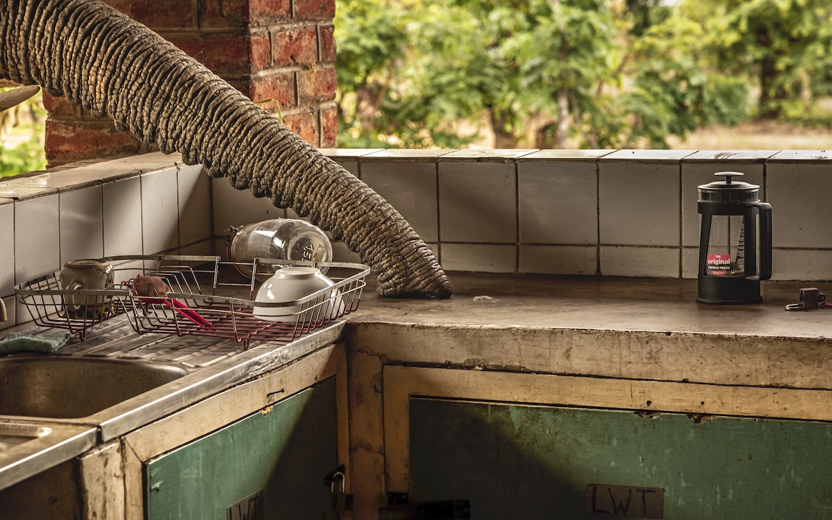 African savanna elephant Reaching Trunk Through the Roof of a Kitchen