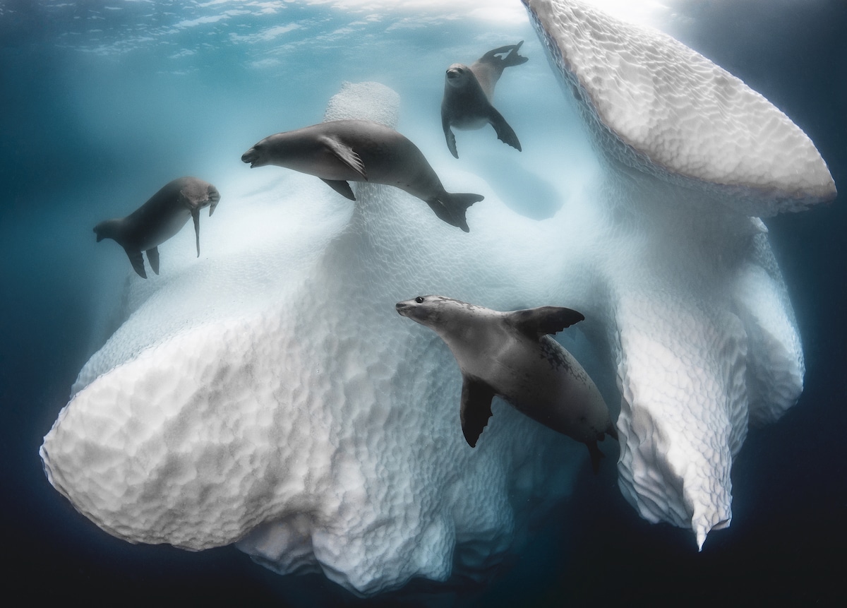 Crabeater Seals Surrounding an Underwater Iceberg