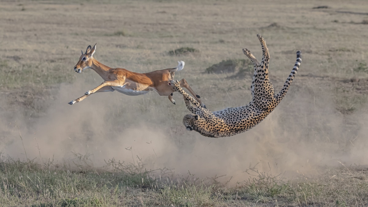 fotografía de guepardo atacando