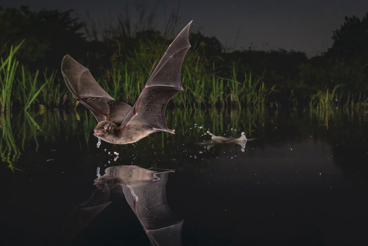 the Mozambique long-fingered bat Skimming a Lake