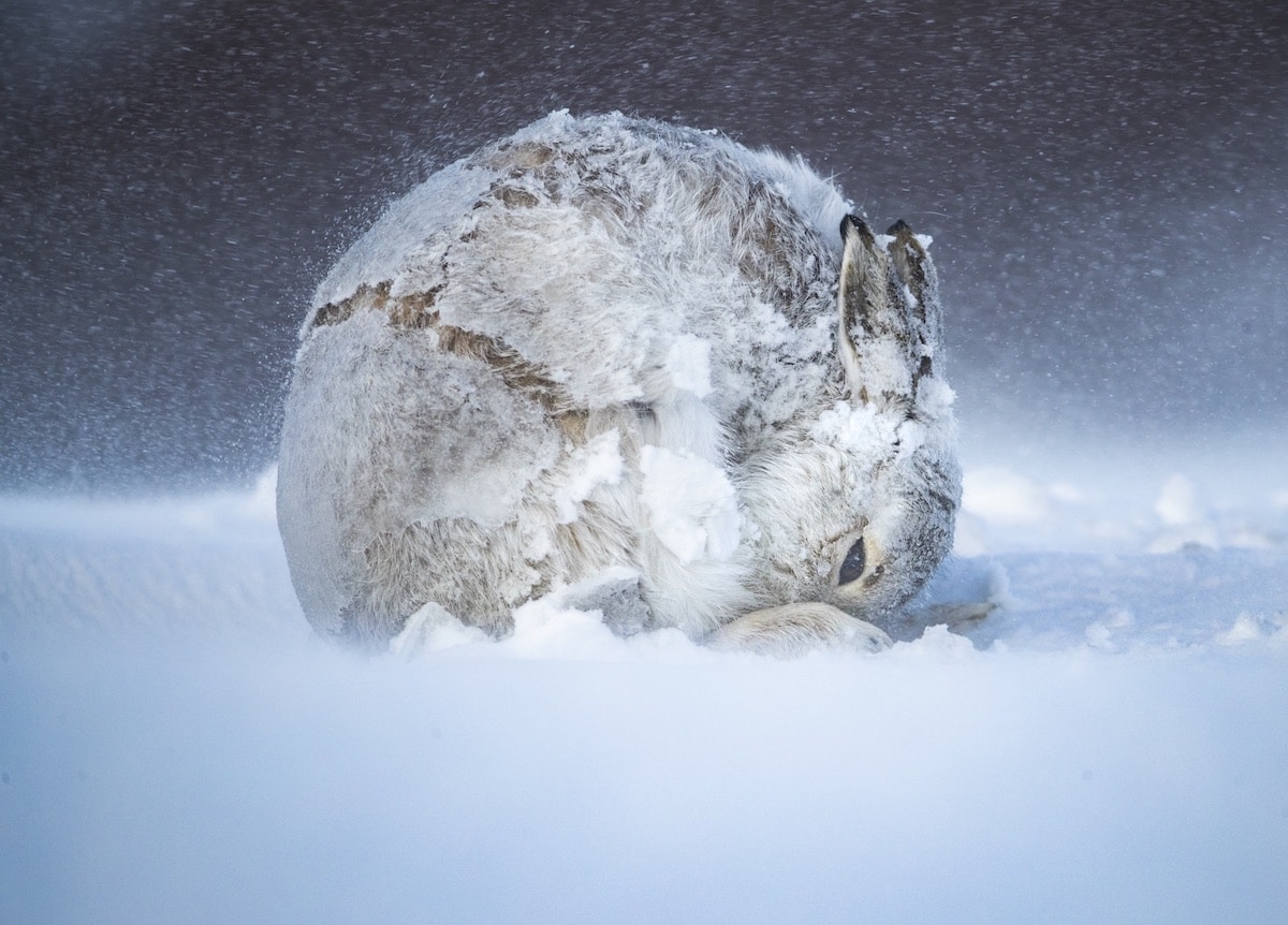 Mountain Hare Curled Up in the Snow