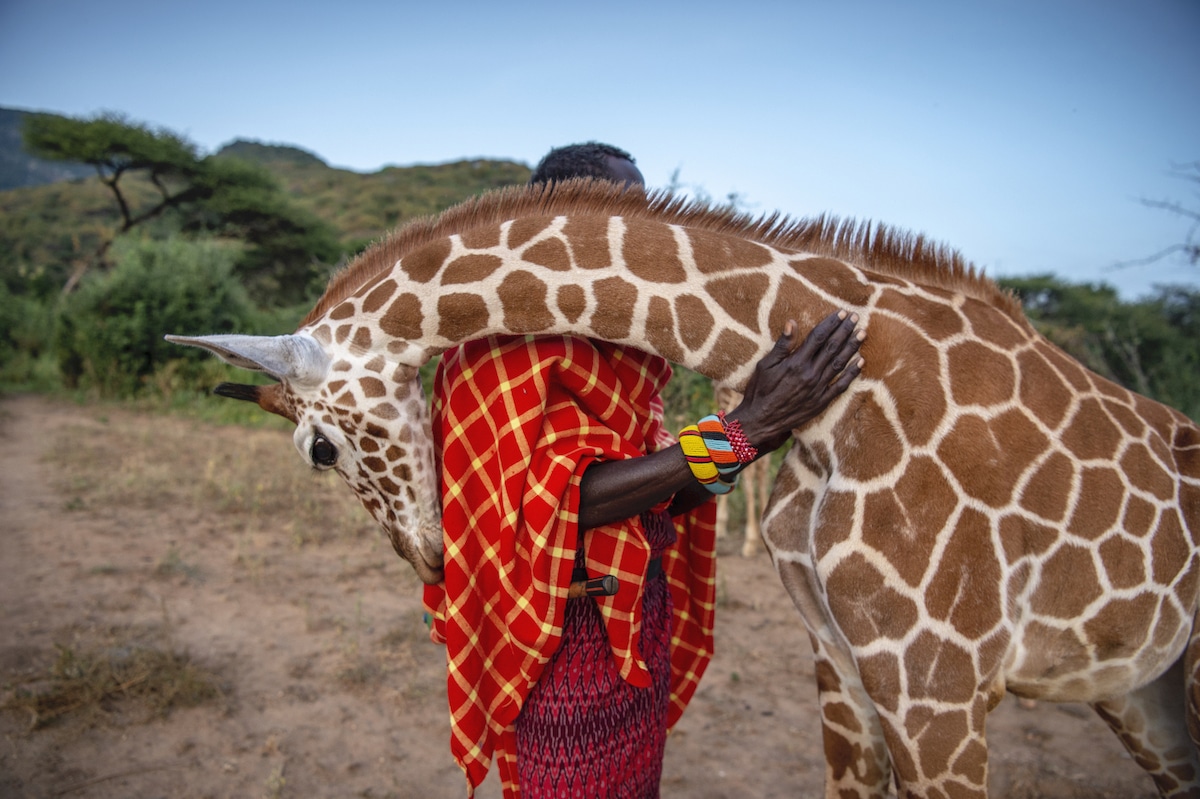 Giraffe Hugging Samburu