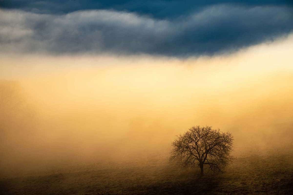 Árbol en la niebla en Albtrauf