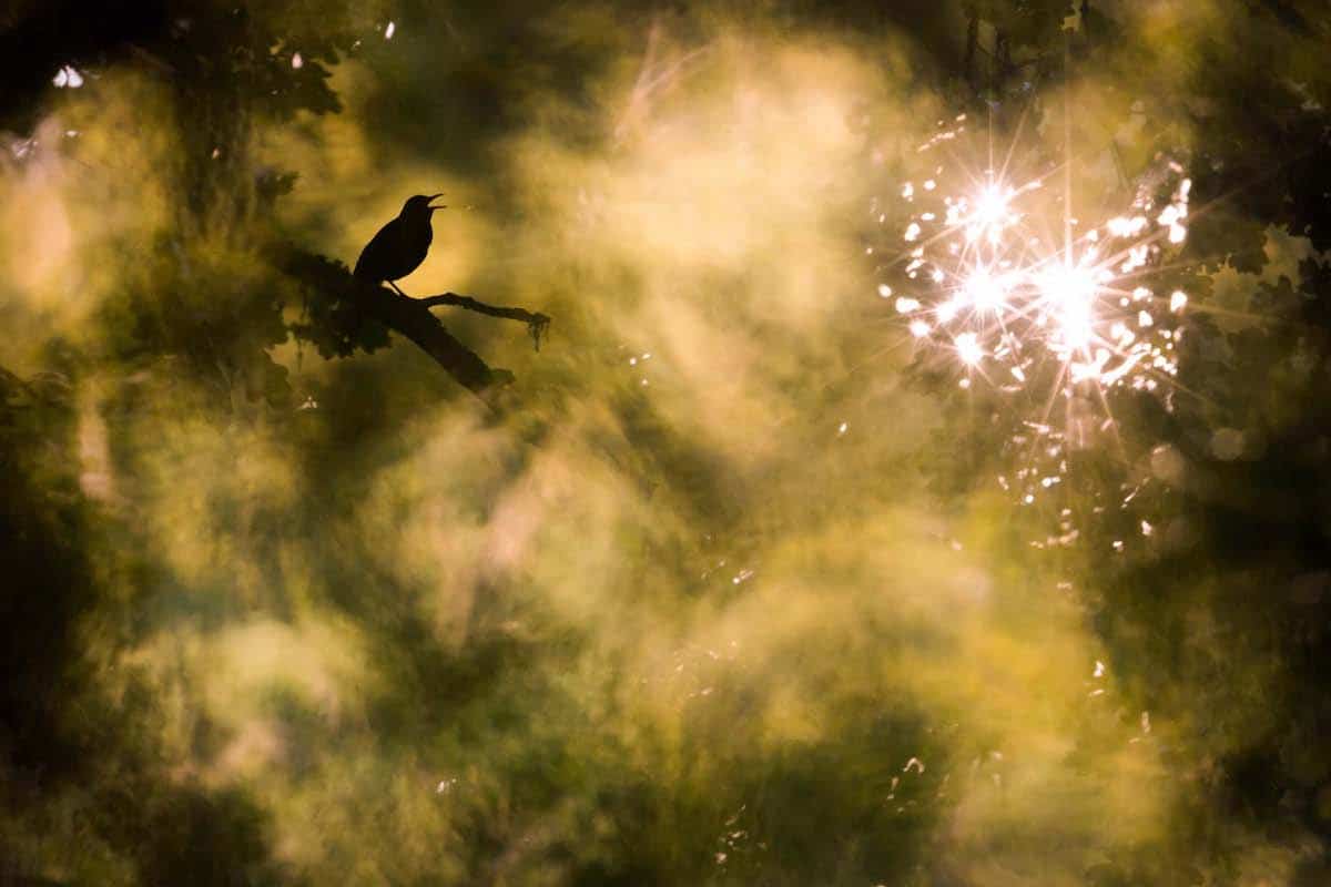 Blackbird Flying Away in the Mist