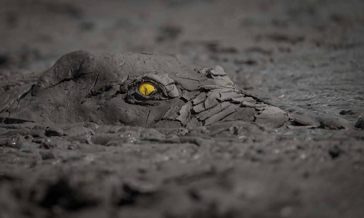 Crocodile Hidden in the Mud