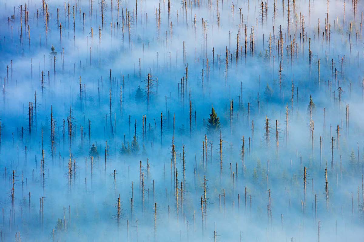 The Dead Forest in Bavaria