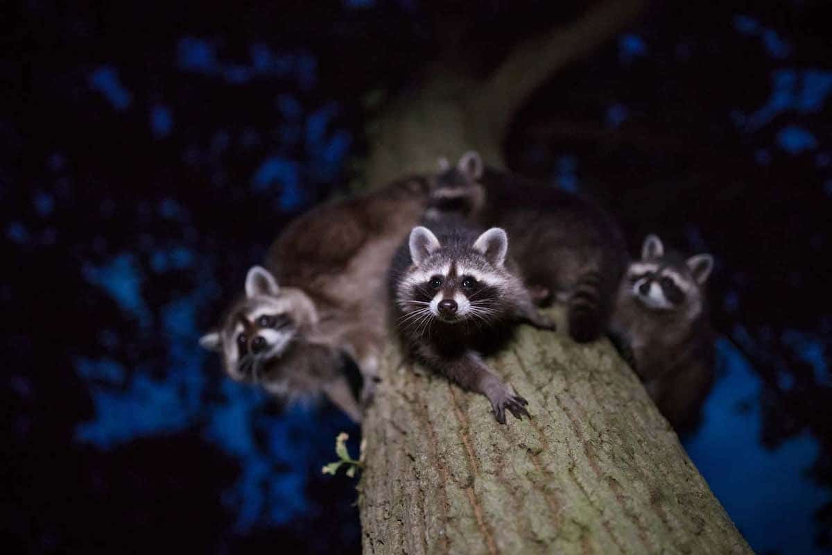 Raccoons on a Tree