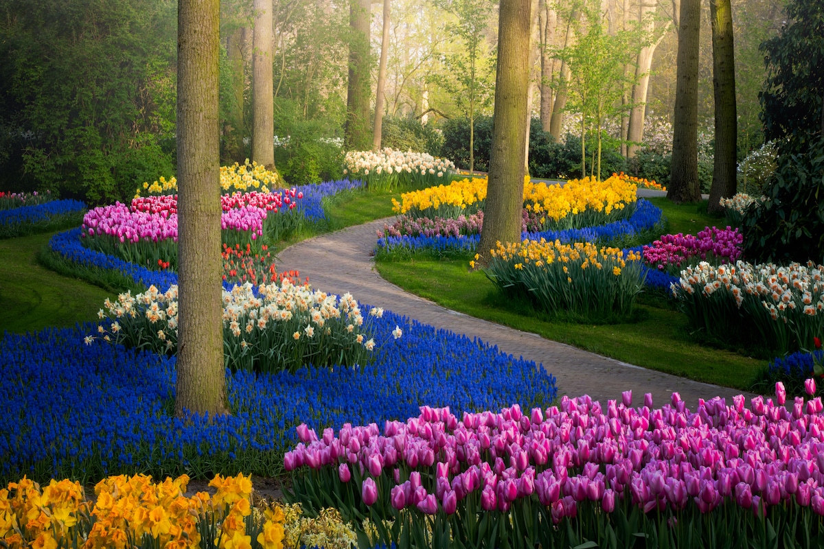 Introduzir 87+ imagem tulipa no jardim - br.thptnganamst.edu.vn