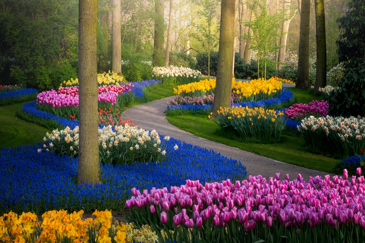 Flores en el Keukenhof