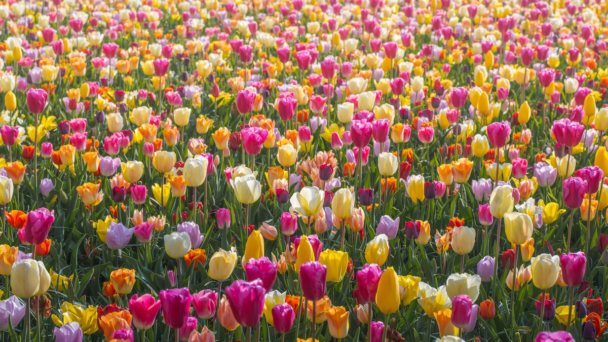 Tulipanes en el Keukenhof, Países Bajos