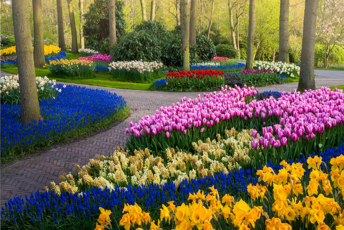 Check Out the Beautiful Flowers in Bloom at the Keukenhof