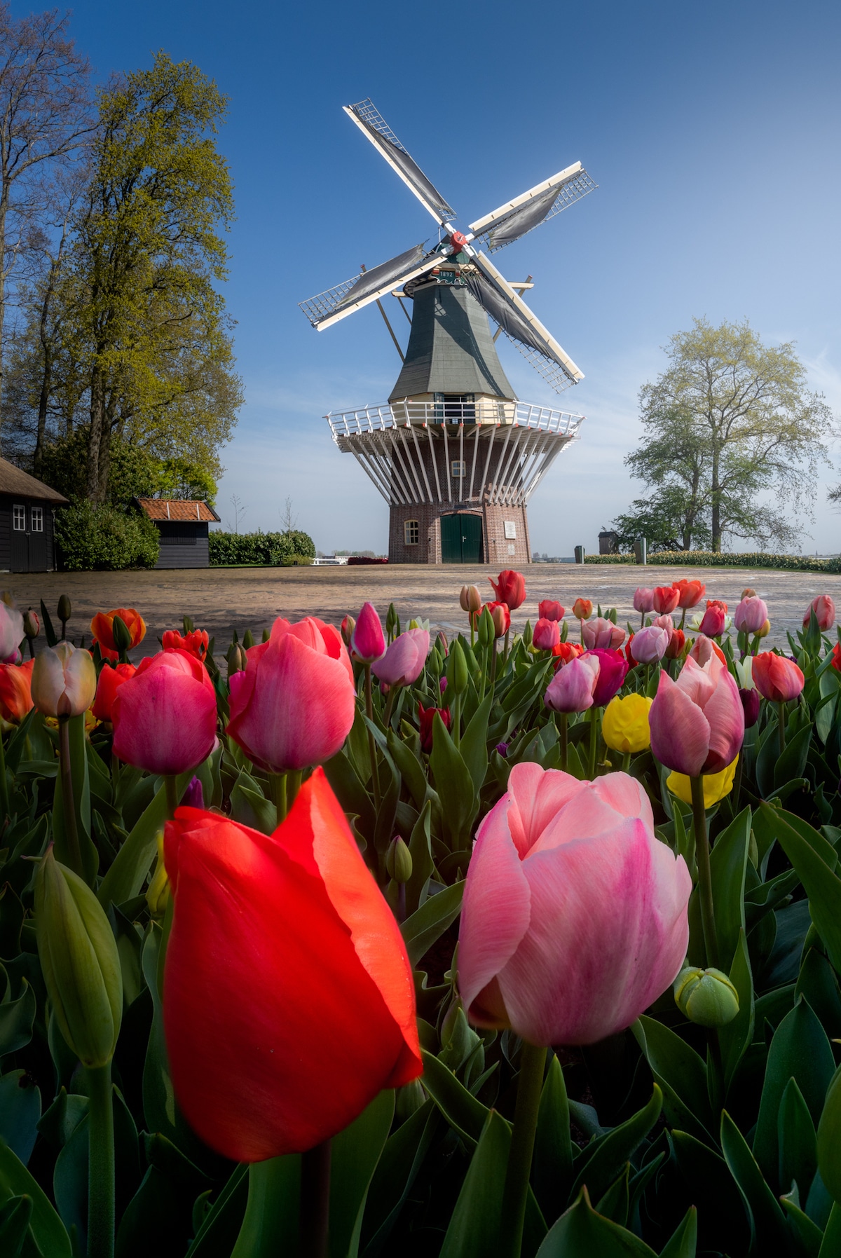 Windmill and Tulips at the Keukenhof