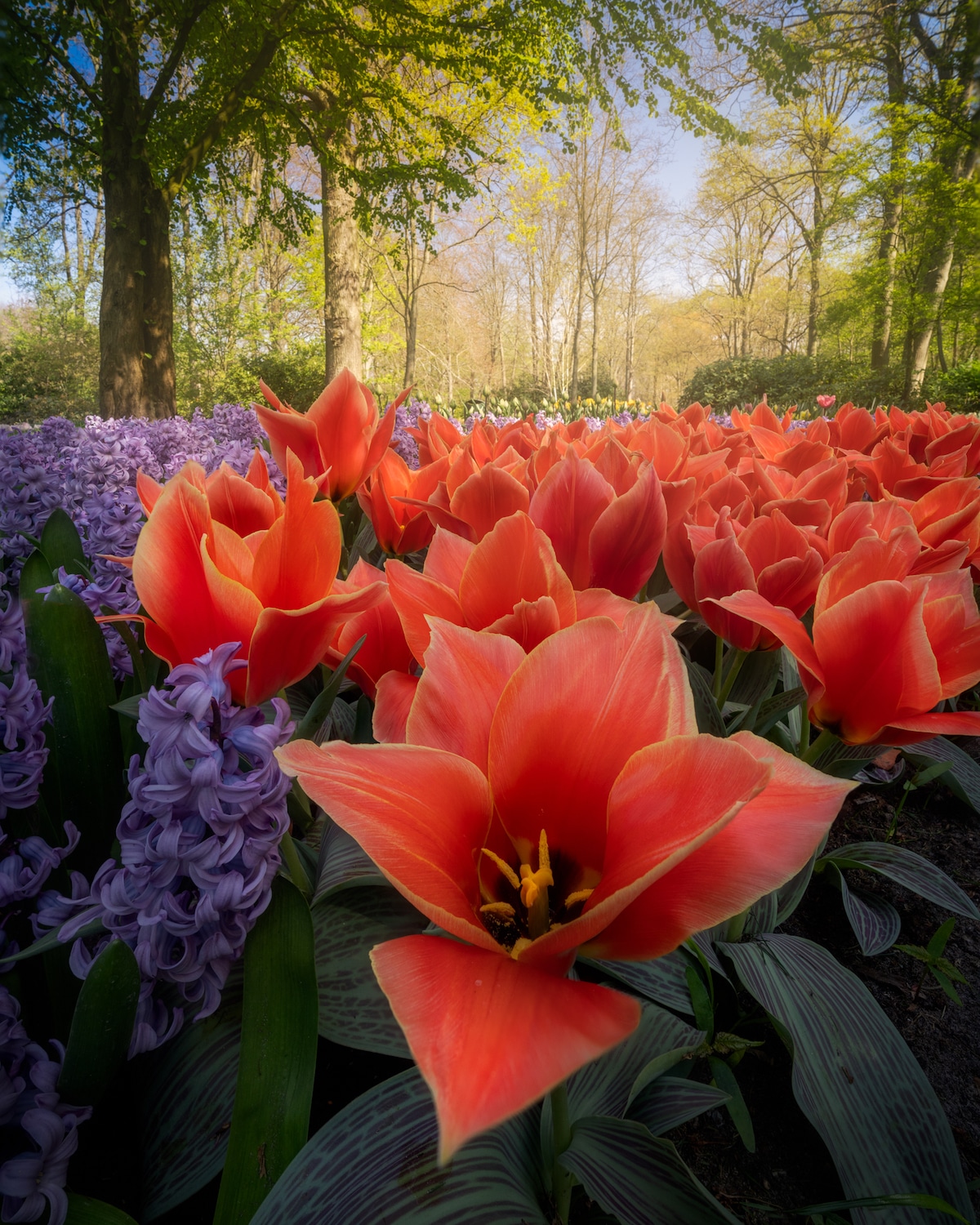 Flowers at the Keukenhof