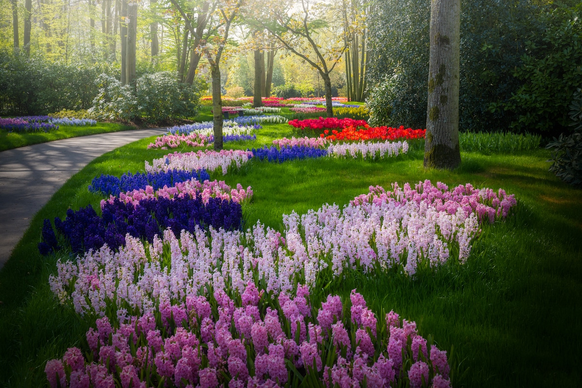 Flowers at the Keukenhof