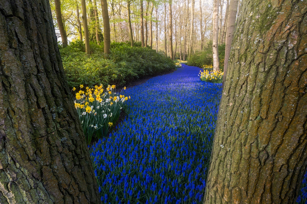 Río de jacintos azules en el Keukenhof