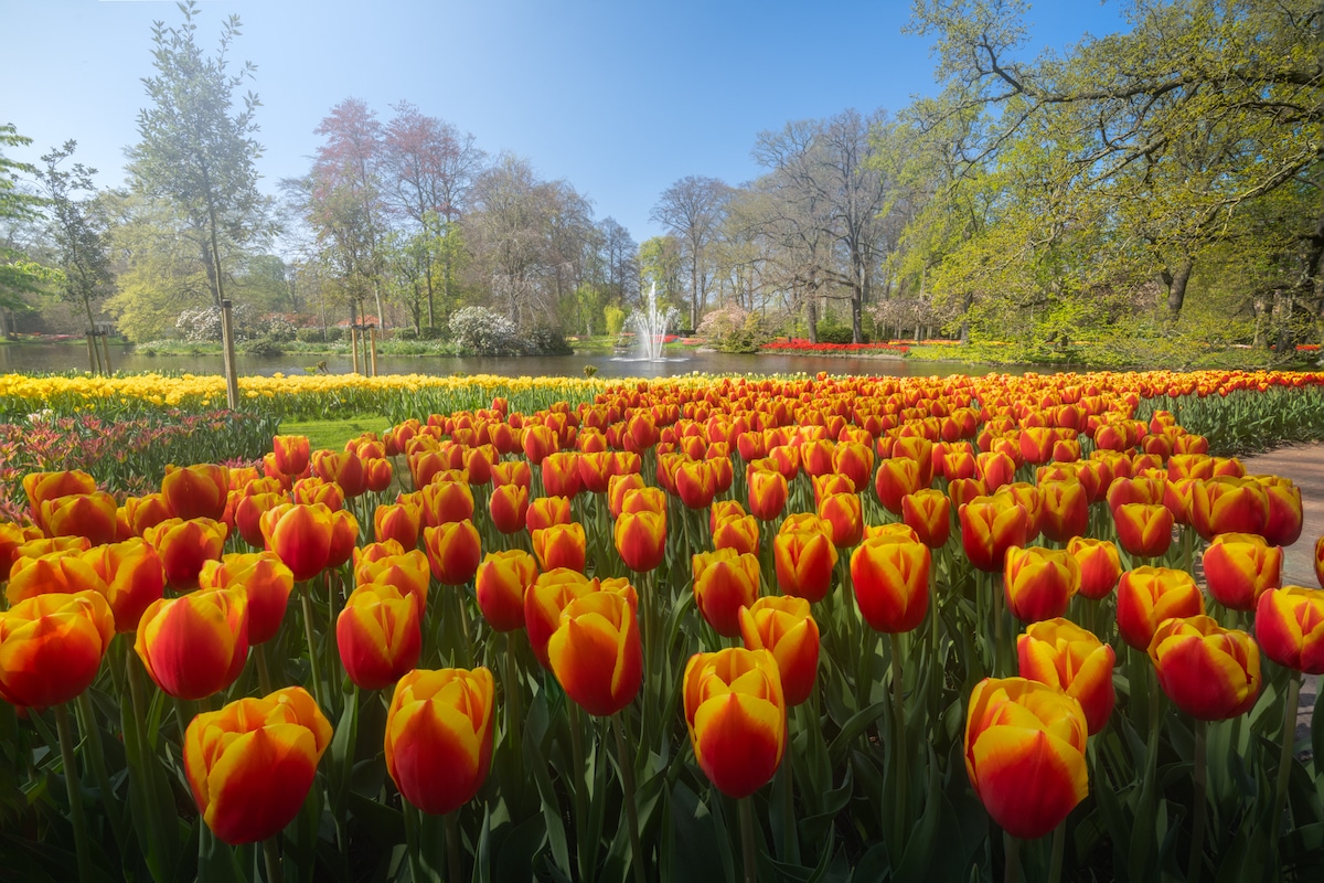 Tulipanes en el Keukenhof, Países Bajos