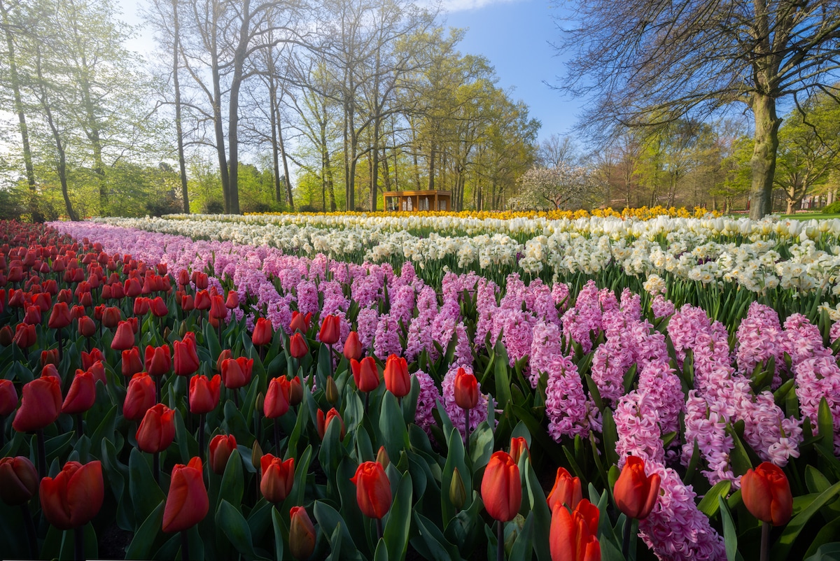 Tulipanes en el Keukenhof, Países Bajos